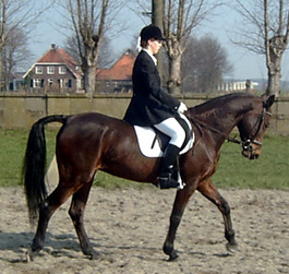 Absalute in Holland